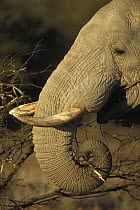 African Elephant (Loxodonta africana) feeding on shrub, Kruger National Park, South Africa