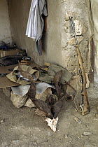 Markhor (Capra falconeri) horns beside gun, animal was poached, Uzbekistan