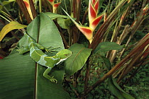 Fiji Crested Iguana (Brachylophus vitiensis) beside Heliconia, endemic to Fiji and Tonga