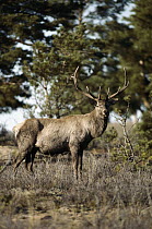 Red Deer (Cervus elaphus) male, portrait, Kar-Karelinski Reserve, Kazakhstan