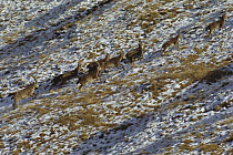 Alpine Ibex (Capra ibex) running in the Monteke Toktisnsk Reserve, Tien Shan Mountains, Kyrgzstan