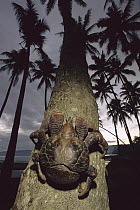 Coconut Crab (Birgus latro) the world's largest land invertebrate climbing a palm tree, Efate Island, Vanuatu