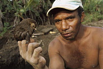 Dusky Scrubfowl (Megapodius freycinet) chick held by man, they are self raised from hatching, New Britain Island, Papua New Guinea