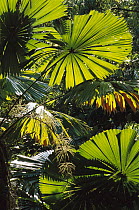 Australian Fan Palm (Livistona australis) in rainforest interior, Daintree National Park, Queensland, Australia