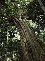 Fig (Ficus sp) in tropical rainforest, Daintree National Park, Queensland, Australia