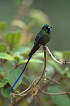 Violet-tailed Sylph (Aglaiocercus coelestis) hummingbird perched on branch, La Planada Reserve, Colombia, Andes