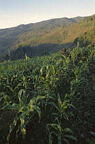 Corn fields in the Usambara Mountains, northern Tanzania