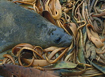 Southern Elephant Seal (Mirounga leonina) juvenile lying in kelp, South Georgia Island