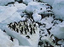 Adelie Penguin (Pygoscelis adeliae) group and icebergs in low tide, Antarctica Peninsula, Antarctica