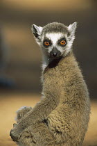 Ring-tailed Lemur (Lemur catta), Berenty Reserve, Madagascar