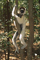 Verreaux's Sifaka (Propithecus verreauxi) portrait in tree, Berenty Private Reserve, South Madagascar