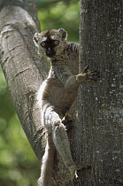Common Brown Lemur (Eulemur fulvus) in tree, Anjajavy, northwestern Madagascar
