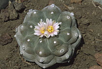 Peyote (Lophophora williamsii) has psychedelic properties, occurs in the southwestern US and northern Mexico