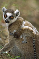 Ring-tailed Lemur (Lemur catta) mother with young, Berenty Reserve, Madagascar