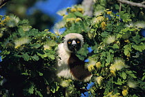 Coquerel's Sifaka (Propithecus coquereli) portrait in forest canopy, Northwestern Madagascar