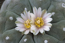 Peyote (Lophophora williamsii) has psychedelic properties, occurs in the southwestern US and northern Mexico