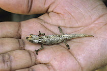 Domergue's Leaf Chameleon (Brookesia thieli) in researcher's hand, Madagascar