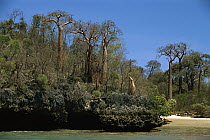 Coastal forest of Baobabs with limestone cliffs in Anjajavy, northwestern Madagascar