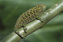 Chameleon (Chamaeleonidae) clinging to twig, Madagascar