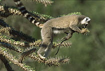 Ring-tailed Lemur (Lemur catta) eating fresh leaves from Octopus Tree (Didierea madagascariensis), Spiny Desert, Madagascar