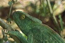 Parson's Chameleon (Calumma parsonii) portrait, Madagascar