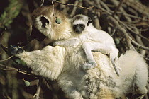 Verreaux's Sifaka (Propithecus verreauxi) mother with baby clinging to her back, Berenty Private Reserve, South Madagascar