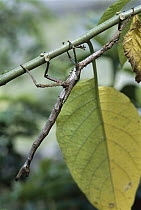 Walking Stick (Phasm achryoptera) insect, clinging to a twig, Madagascar