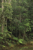 Eastern rainforest region Perinet Reserve, Andasibe, Madagascar