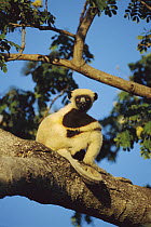 Coquerel's Sifaka (Propithecus coquereli) in tree, Northwestern Madagascar