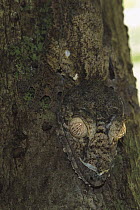 Common Flat-tail Gecko (Uroplatus fimbriatus) camouflaged against tree trunk, Madagascar