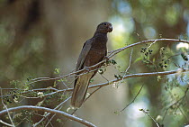 Lesser Vasa Parrot (Coracopsis nigra) portrait, Madagascar