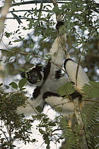 Indri (Indri indri) in tree, eastern Madagascar