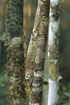 Gecko (Uroplatus sp) clinging to branch, Madagascar