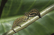 Chameleon (Chamaeleonidae) pair on branch, Madagascar