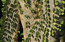 Madagascan Ocotillo (Alluaudia procera) showing fresh leaves, Spiny Desert, South Madagascar