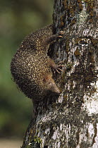 Greater Hedgehog Tenrec (Setifer setosus) clinging to tree trunk, Madagascar
