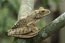 Eastern White-lipped Treefrog (Boophis albilabris), Madagascar