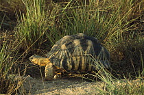Radiated Tortoise (Geochelone radiata) in grass, Madagascar