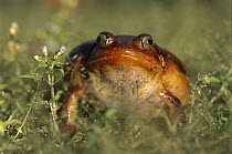 Tomato Frog (Dyscophus antongilii) very rare in nature, is found only in the town of Maroantsetra, Madagascar