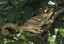 Chameleon (Chamaeleonidae) climbing tree branch, Madagascar