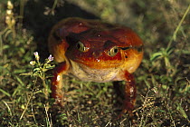 Tomato Frog (Dyscophus antongilii) very rare in nature, is found only in the town of Maroantsetra, Madagascar