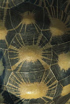 Radiated Tortoise (Geochelone radiata) close-up of shell, Madagascar