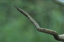 Madagascar Leaf-nosed Snake (Langaha nasuta), Madagascar