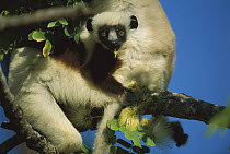 Coquerel's Sifaka (Propithecus coquereli) diurnal, common in mixed deciduous and evergreen forest, northwestern Madagascar