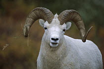 Dall's Sheep (Ovis dalli) male portrait, Canada