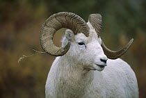 Dall's Sheep (Ovis dalli) ram portrait, Canada