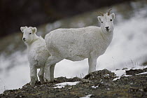 Dall's Sheep (Ovis dalli) female and kid, North America