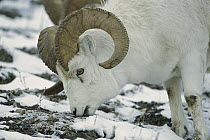 Dall's Sheep (Ovis dalli) ram grazing on dried grasses and lichen in the winter, North America