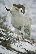 Dall's Sheep (Ovis dalli) ram portrait, North America
