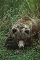 Grizzly Bear (Ursus arctos horribilis) resting in grasses, Alaska